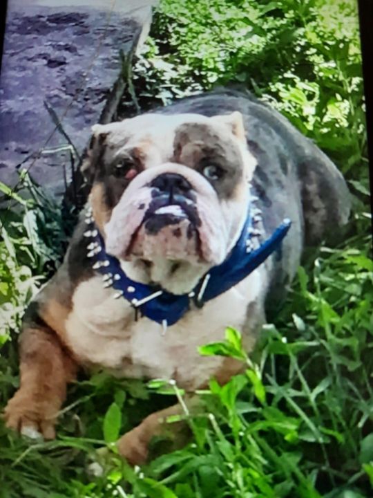 British bulldog