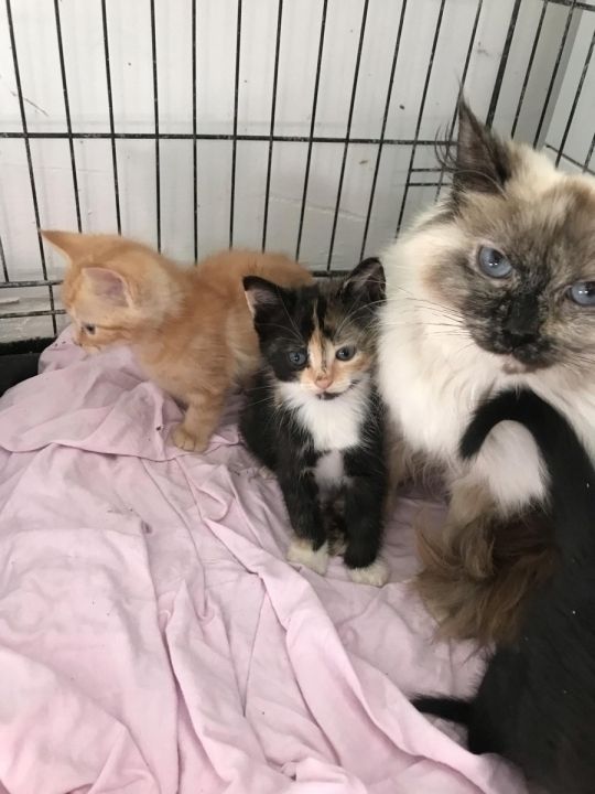 British short haired X Ragdoll Kittens For Sale