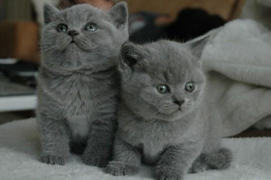 British Shorthair Blue GCCF all kittens