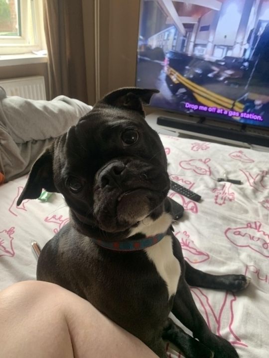 Buddy for rehome