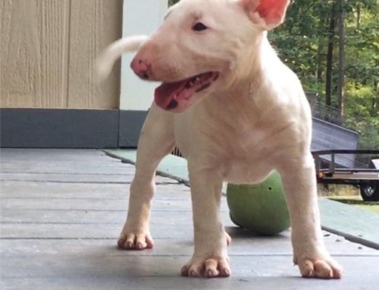 Bull Terrier puppies for adoption