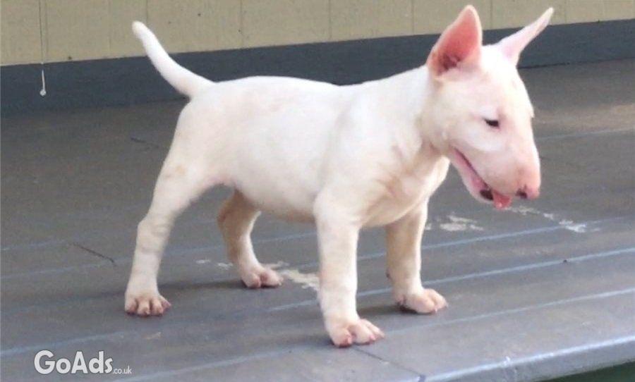 Bull Terrier puppies for adoption