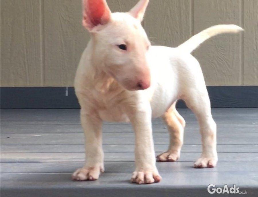 Bull Terrier puppies for adoption