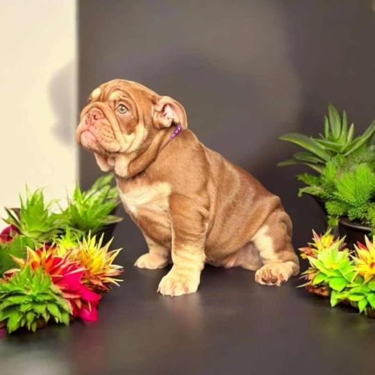 Bulldog puppy 2 girls