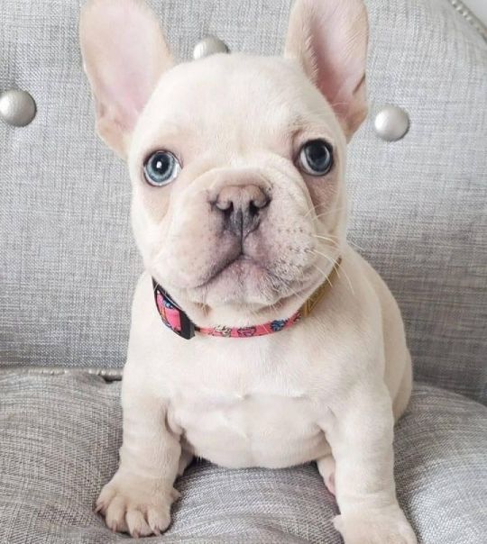 Bulldogs for sale