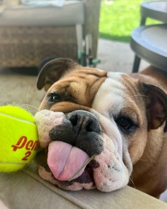 Bulldogs ready