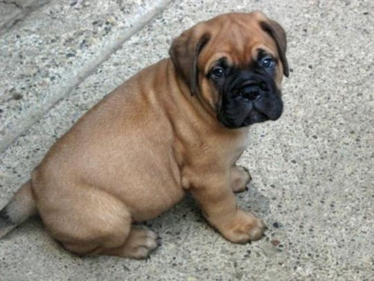 BullMastiff Puppies For Sale
