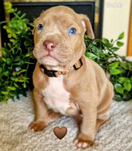 Bully /Staff Puppies (not under the ban)