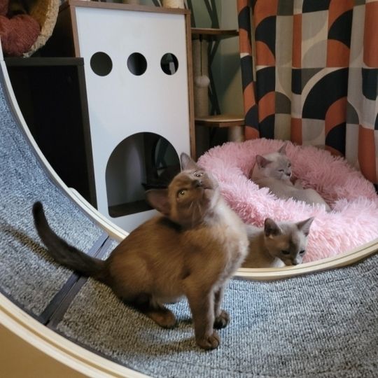 Burmese Pedigree Registered Kittens