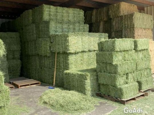 Buy Alfalfa Hay Animal Feed.