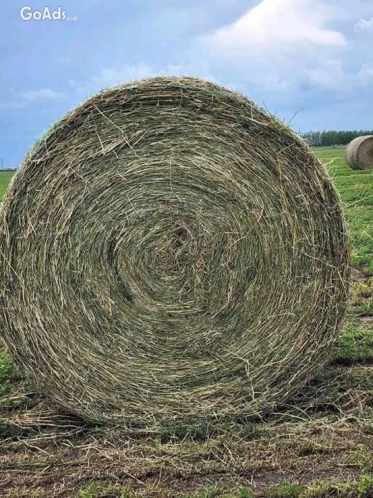 Buy Wholesale Alfalfa Hay Pellets for Animal Feed Online.