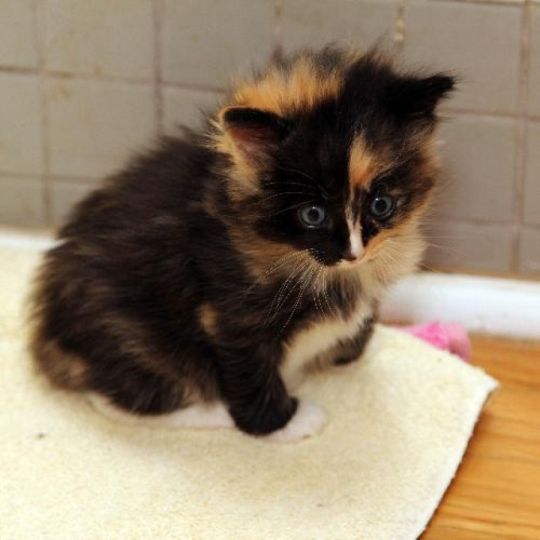 Calico kittens for adoption