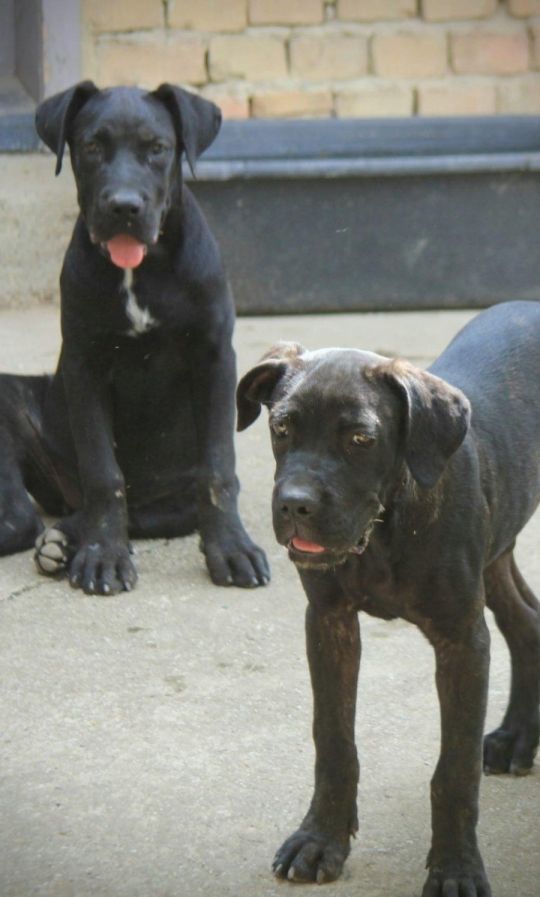 Cane corse-puppies