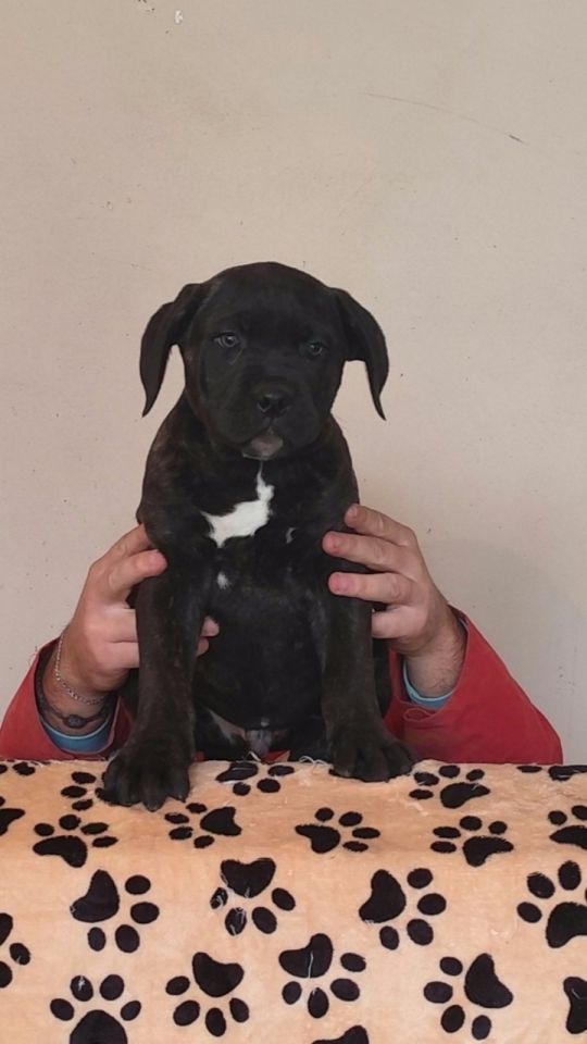 Cane Corso pupies