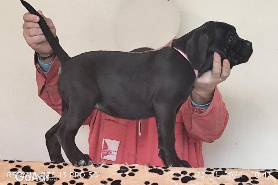 Cane Corso pupies