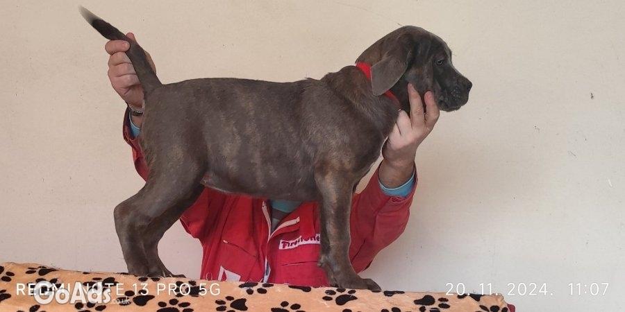 Cane Corso pupies