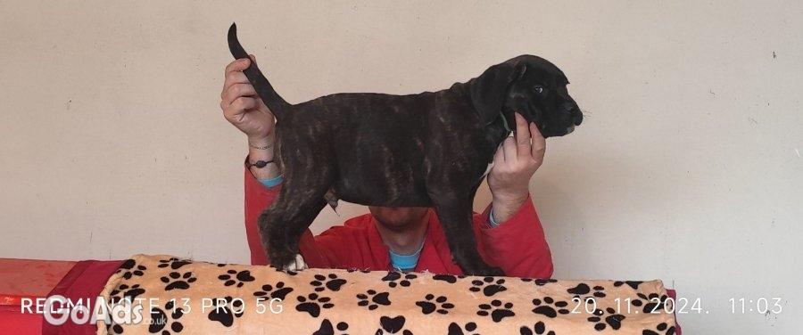 Cane Corso pupies