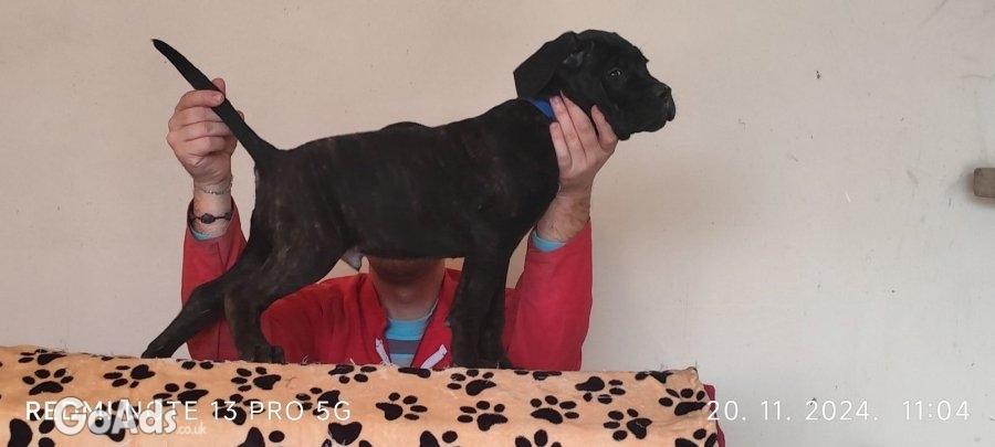 Cane Corso pupies