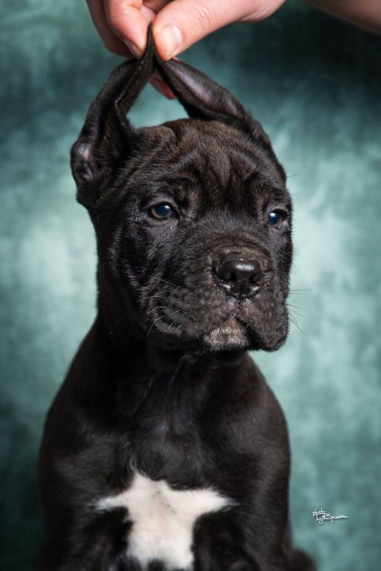 Cane Corso puppies beautiful for sale