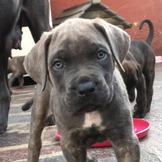 Cane Corso puppies for sale.