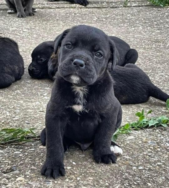 Cane Corso puppies for sale
