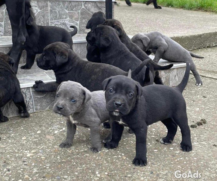 Cane Corso puppies for sale