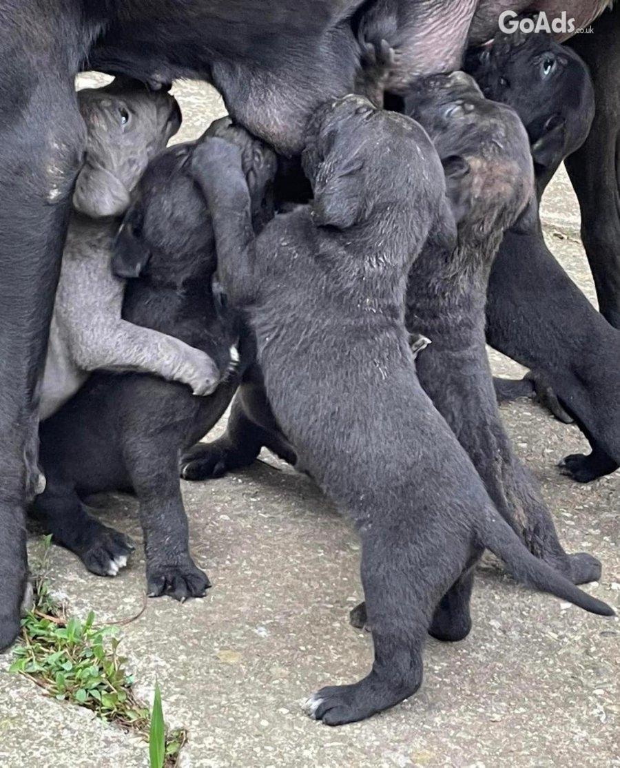 Cane Corso puppies for sale