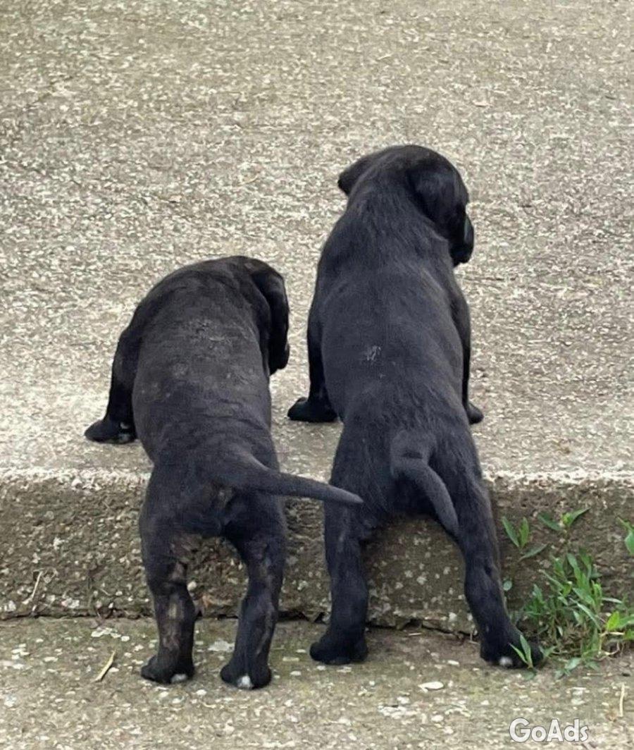 Cane Corso puppies for sale