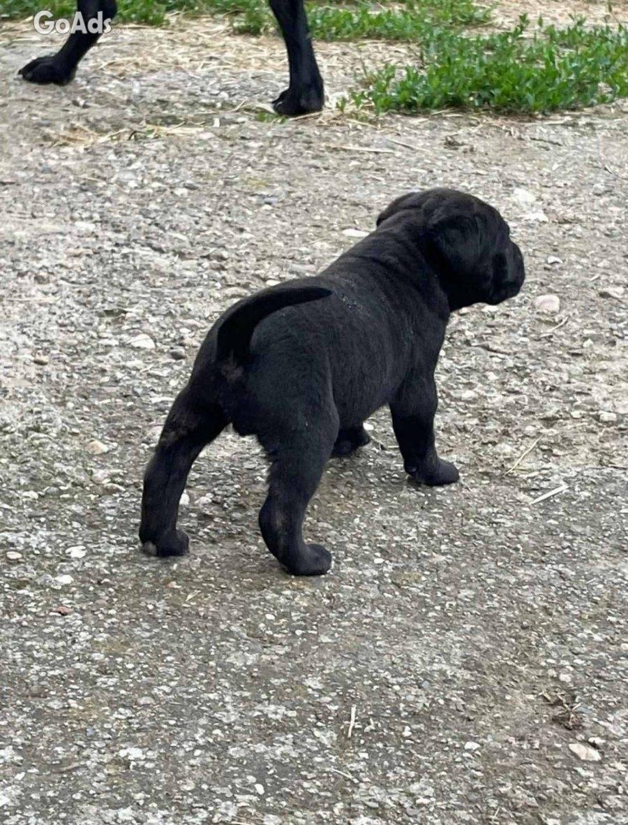 Cane Corso puppies for sale