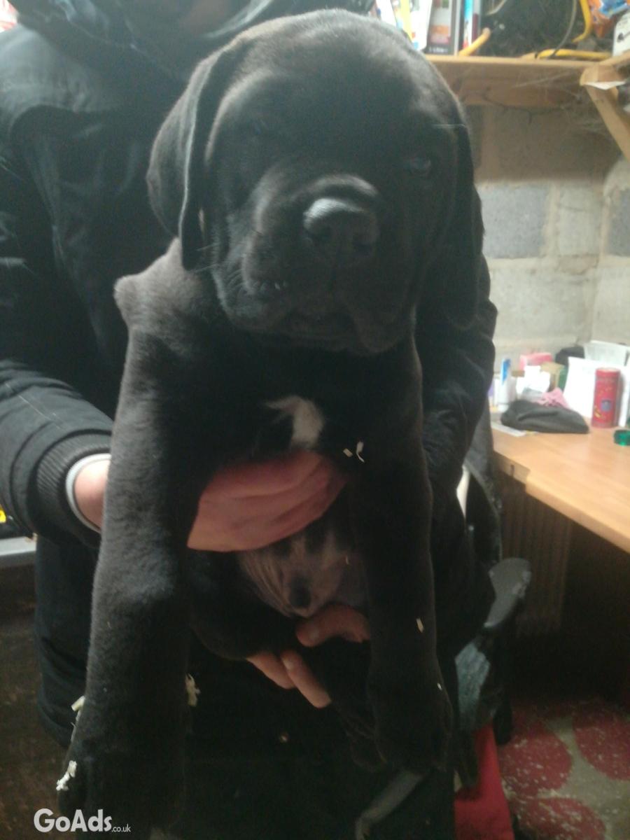 Cane corso puppies *READY TO LEAVE NOW*
