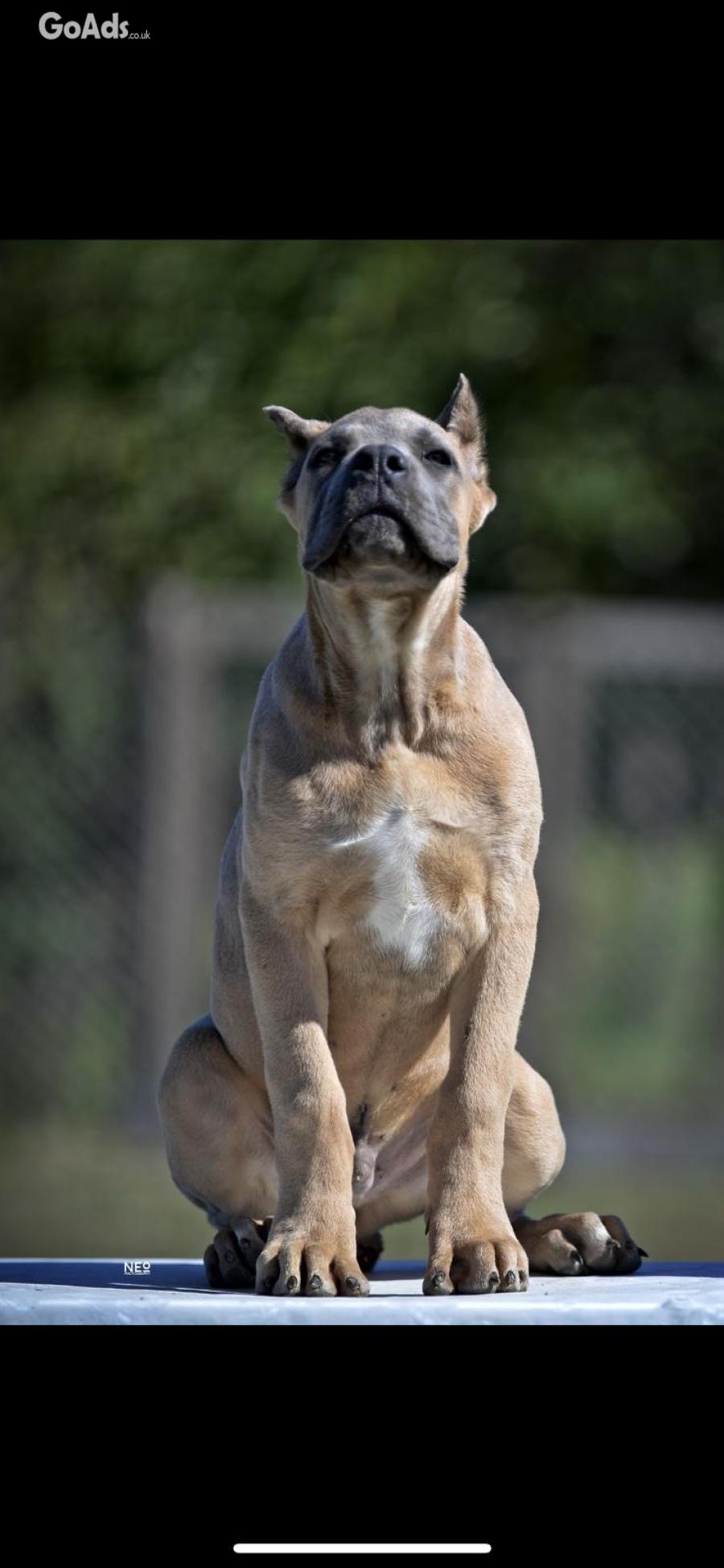 Cane Corso puppies