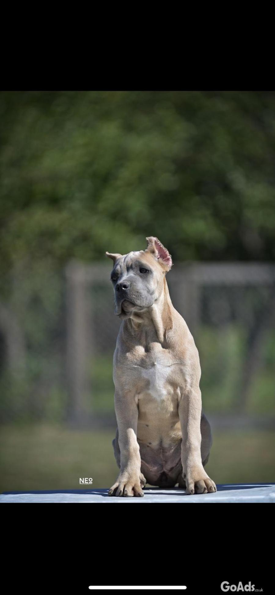Cane Corso puppies