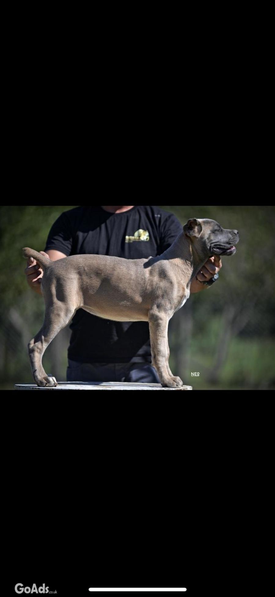 Cane Corso puppies
