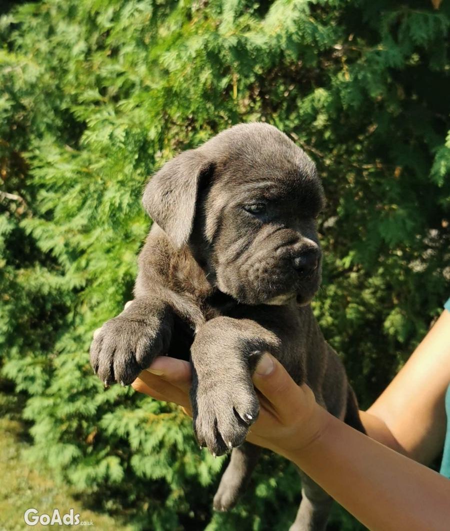 CANE CORSO puppies