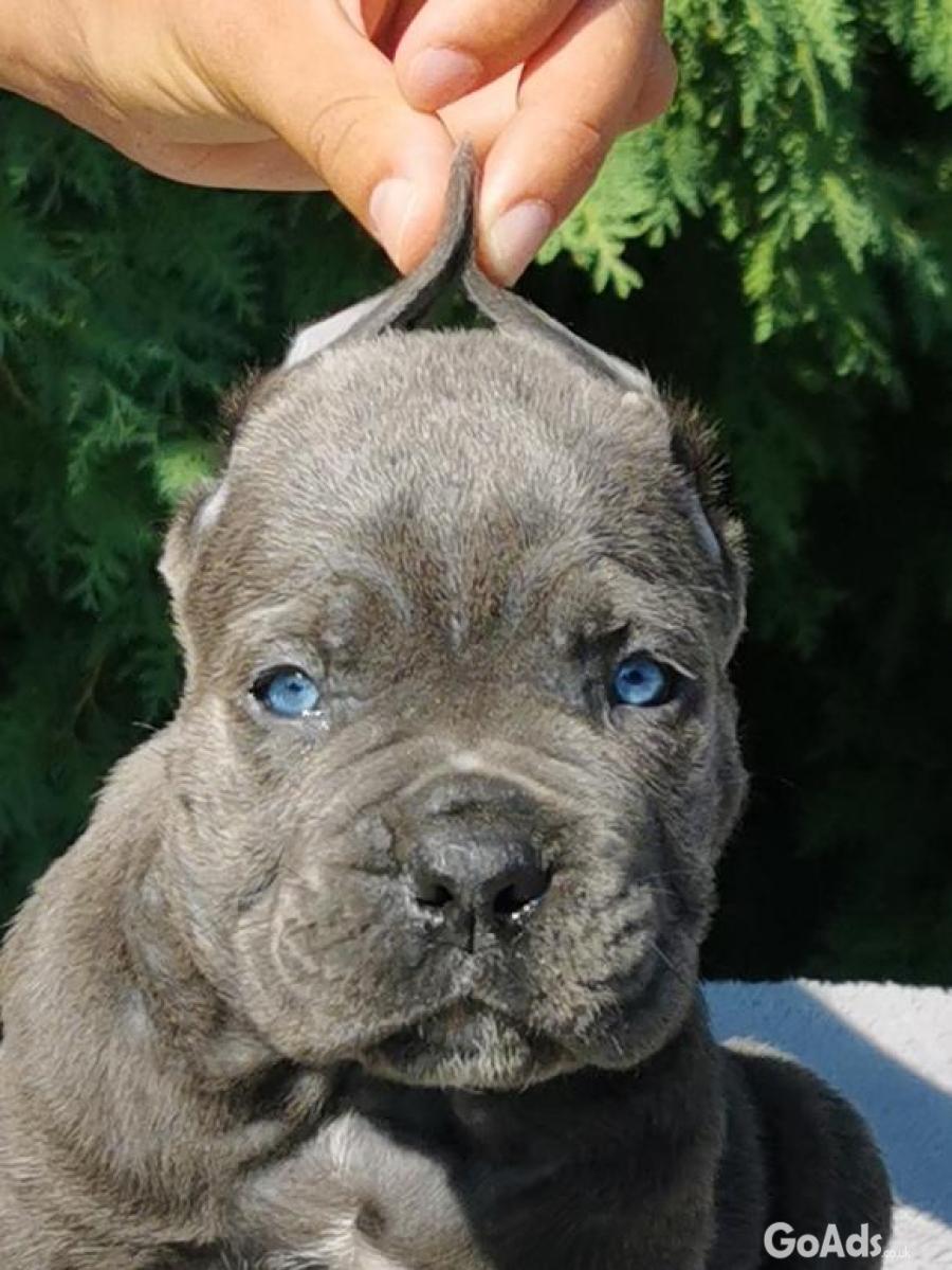 CANE CORSO puppies