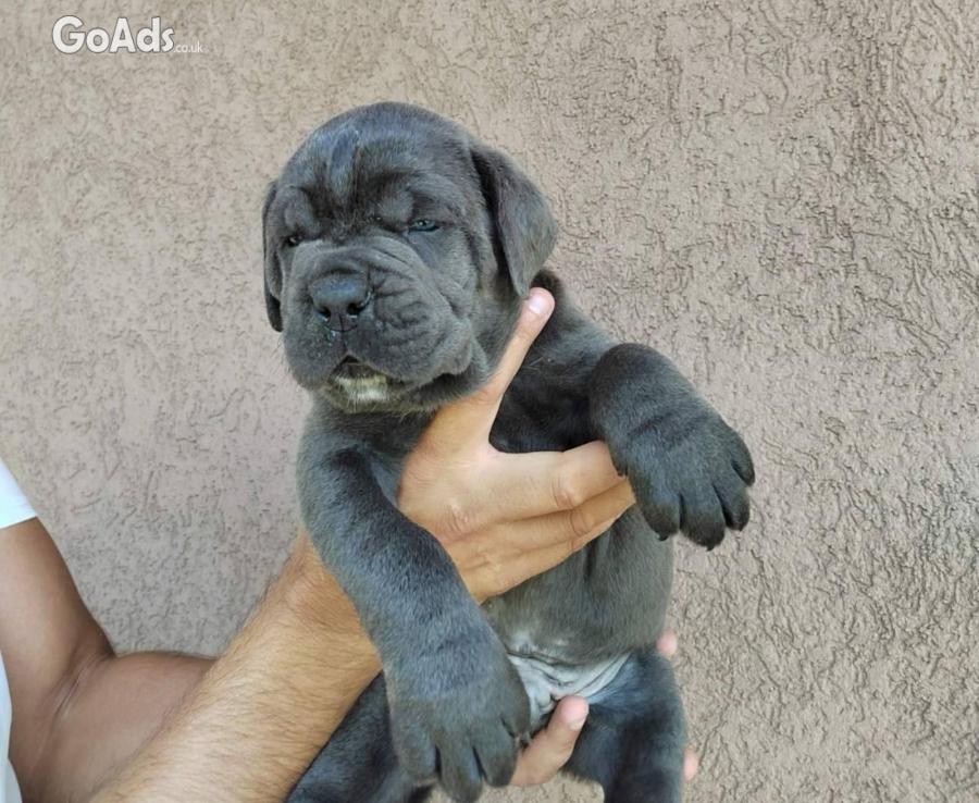CANE CORSO puppies