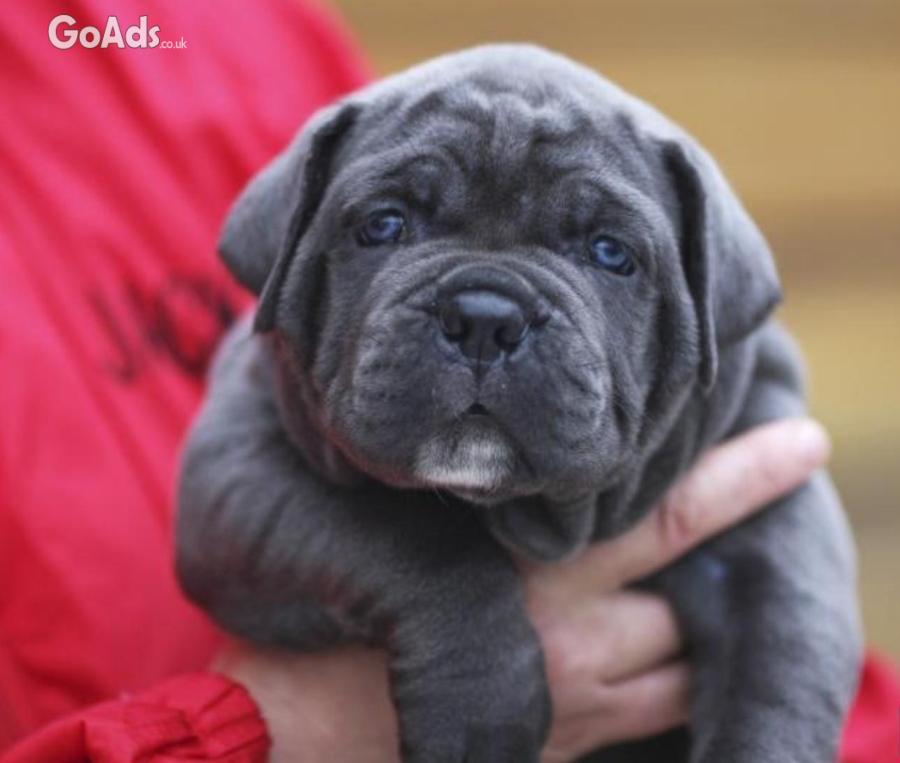 CANE CORSO puppies