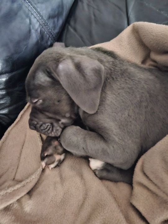 Cane corso puppy for sale