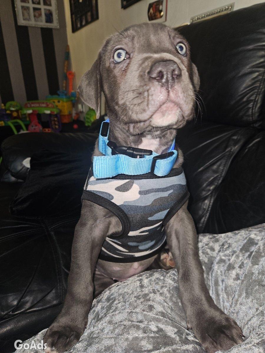 Cane corso puppy for sale