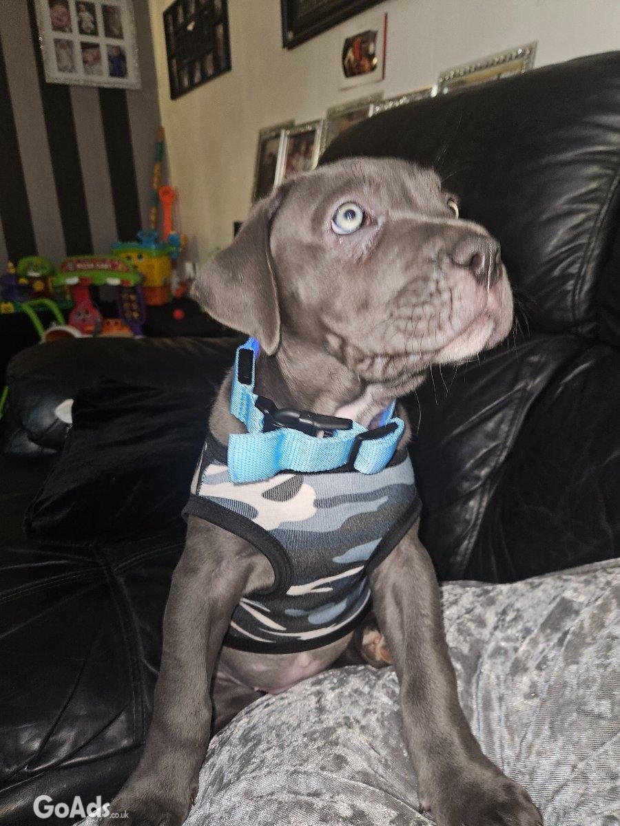 Cane corso puppy for sale