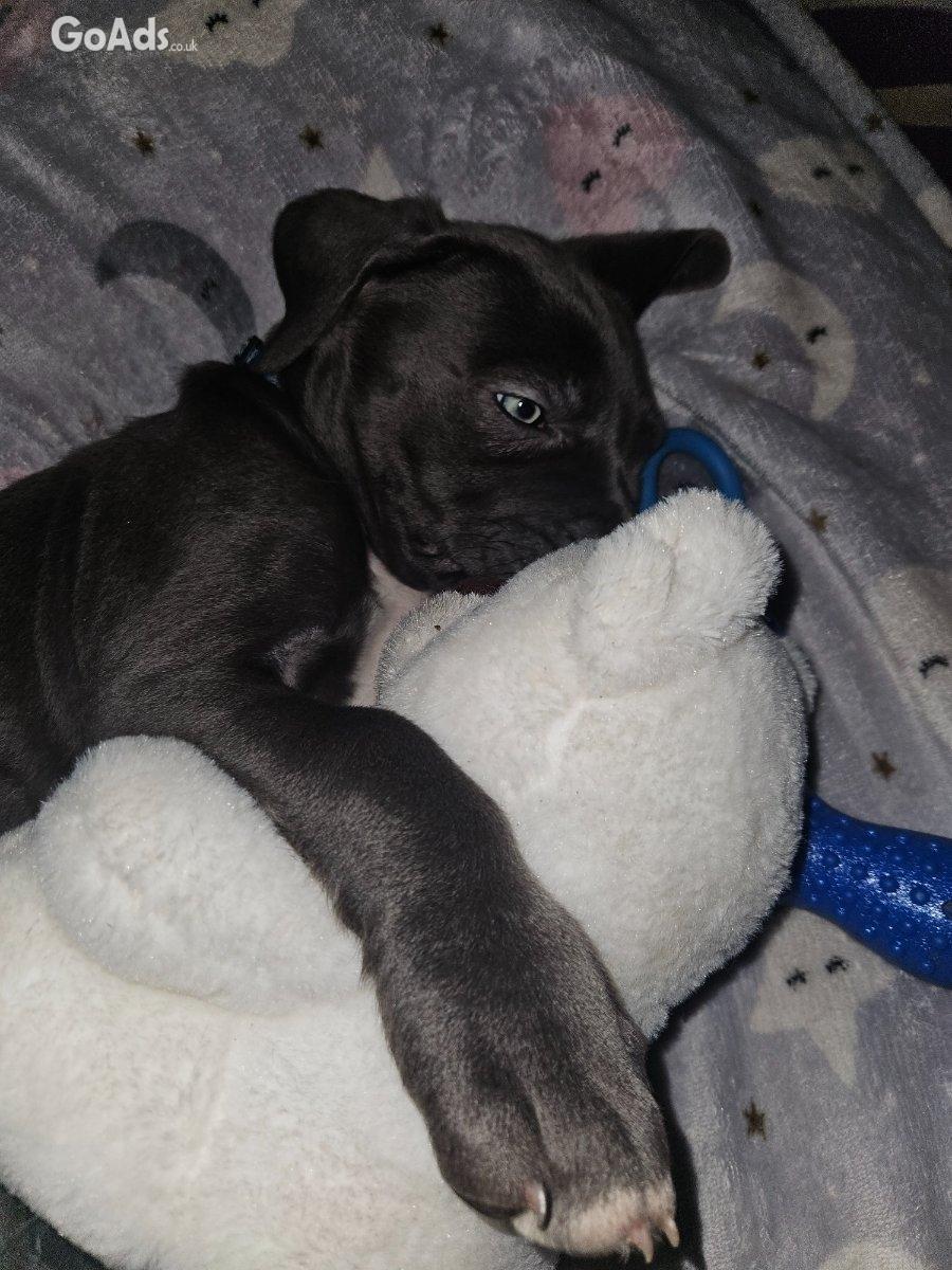 Cane corso puppy for sale