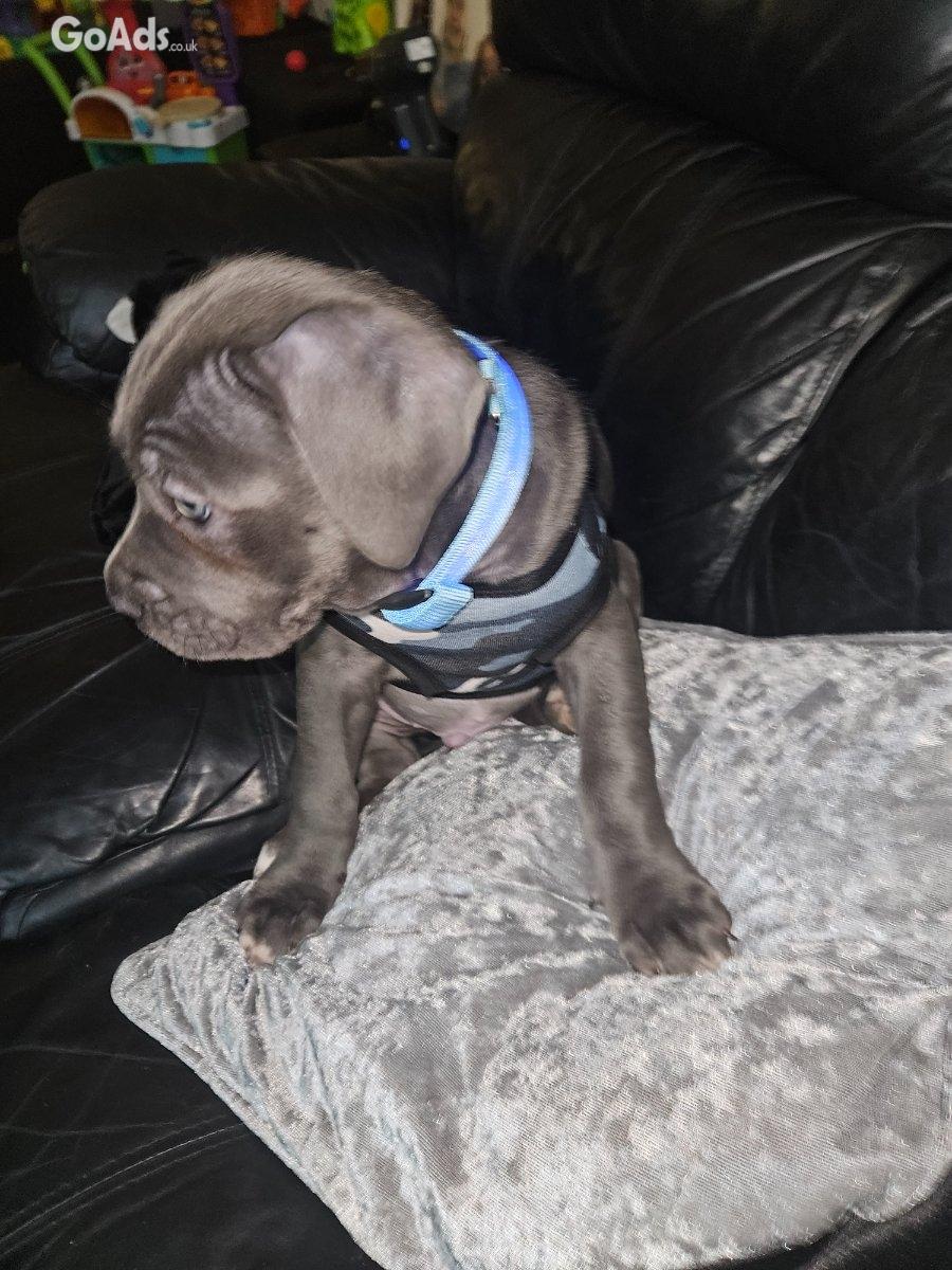 Cane corso puppy for sale