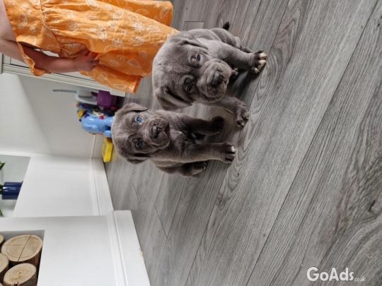 Cane corso pups ready for new home soon. Five boys one girl ready for