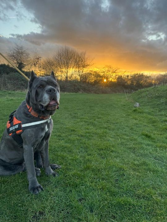 Cane Corso – Skye – Loving 7-Year-Old Girl Needing a New Home