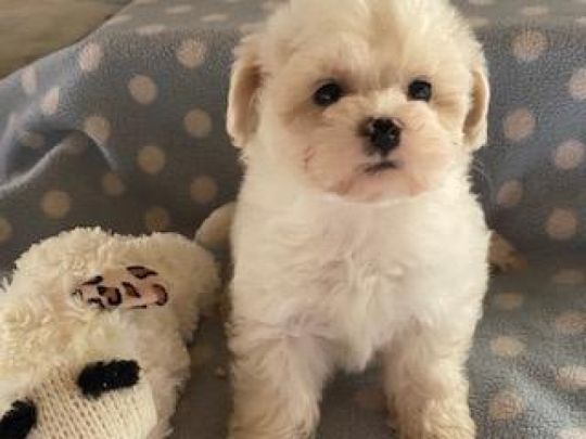 CAPTIVATING, CUTE AND CUDDLY POOCHON PUPPIES- PERFECT LITTLE PETS