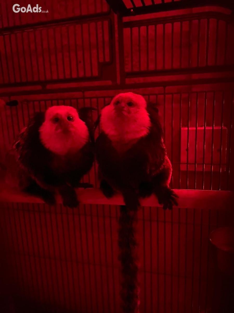 Capuchin £2000 for a breeding pair and cage