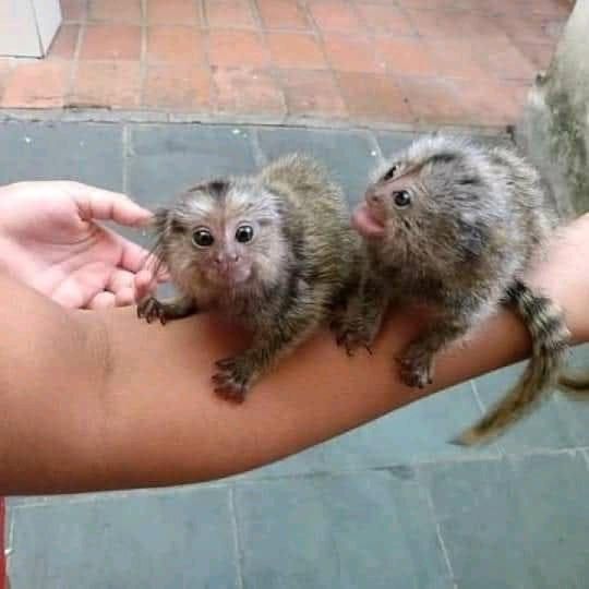 Capuchin and marmoset monkeys available for remote