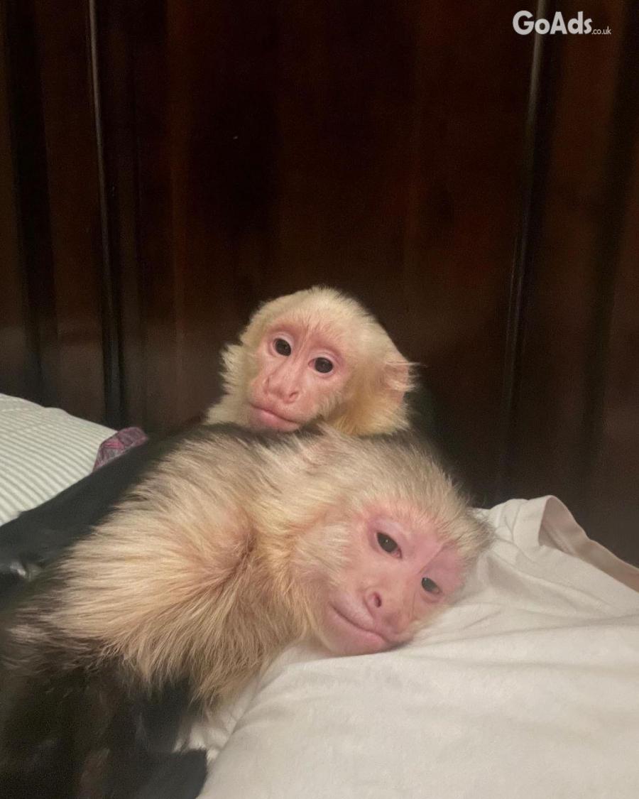 Capuchin and marmoset monkeys for sale