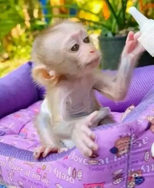 Capuchin monkey and marmoset monkey available
