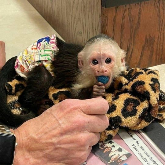 Capuchin monkey control